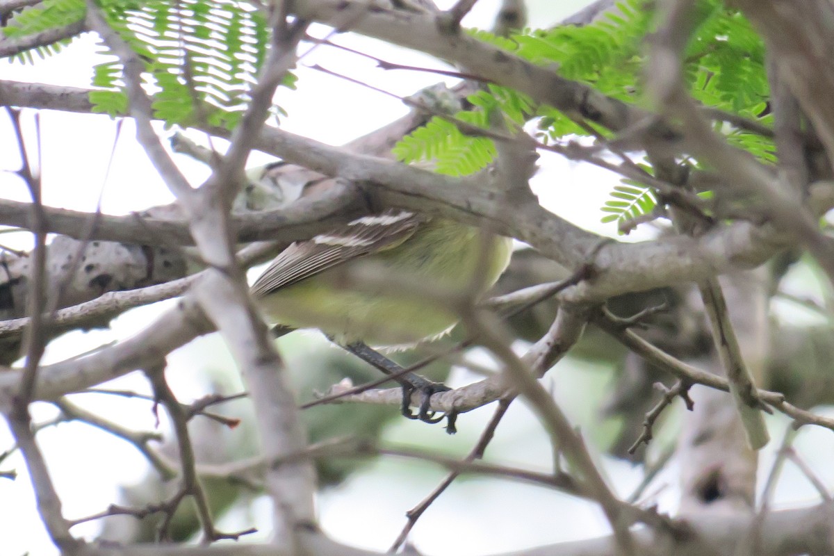 Slender-billed Tyrannulet - ML591510401