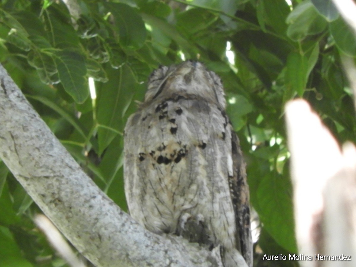 Northern Potoo - ML591510961