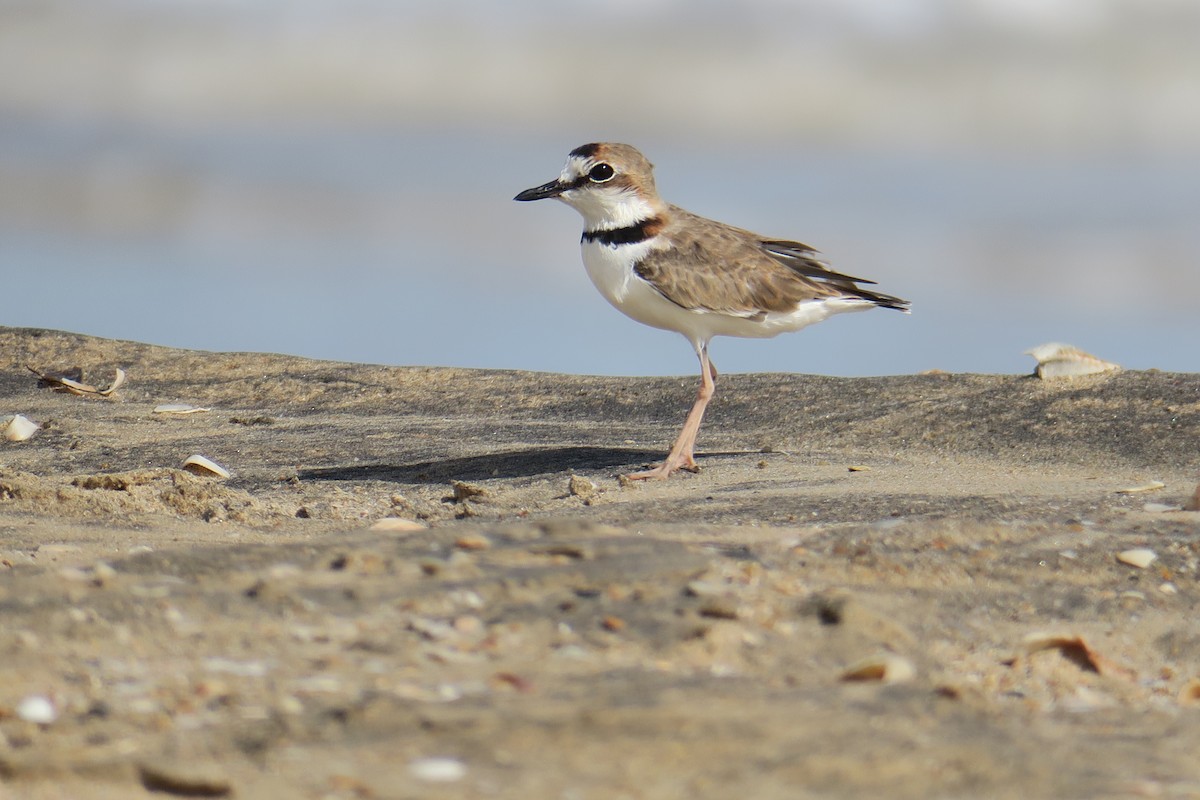 Collared Plover - ML591511241