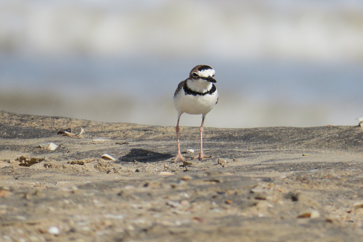 Collared Plover - ML591511251