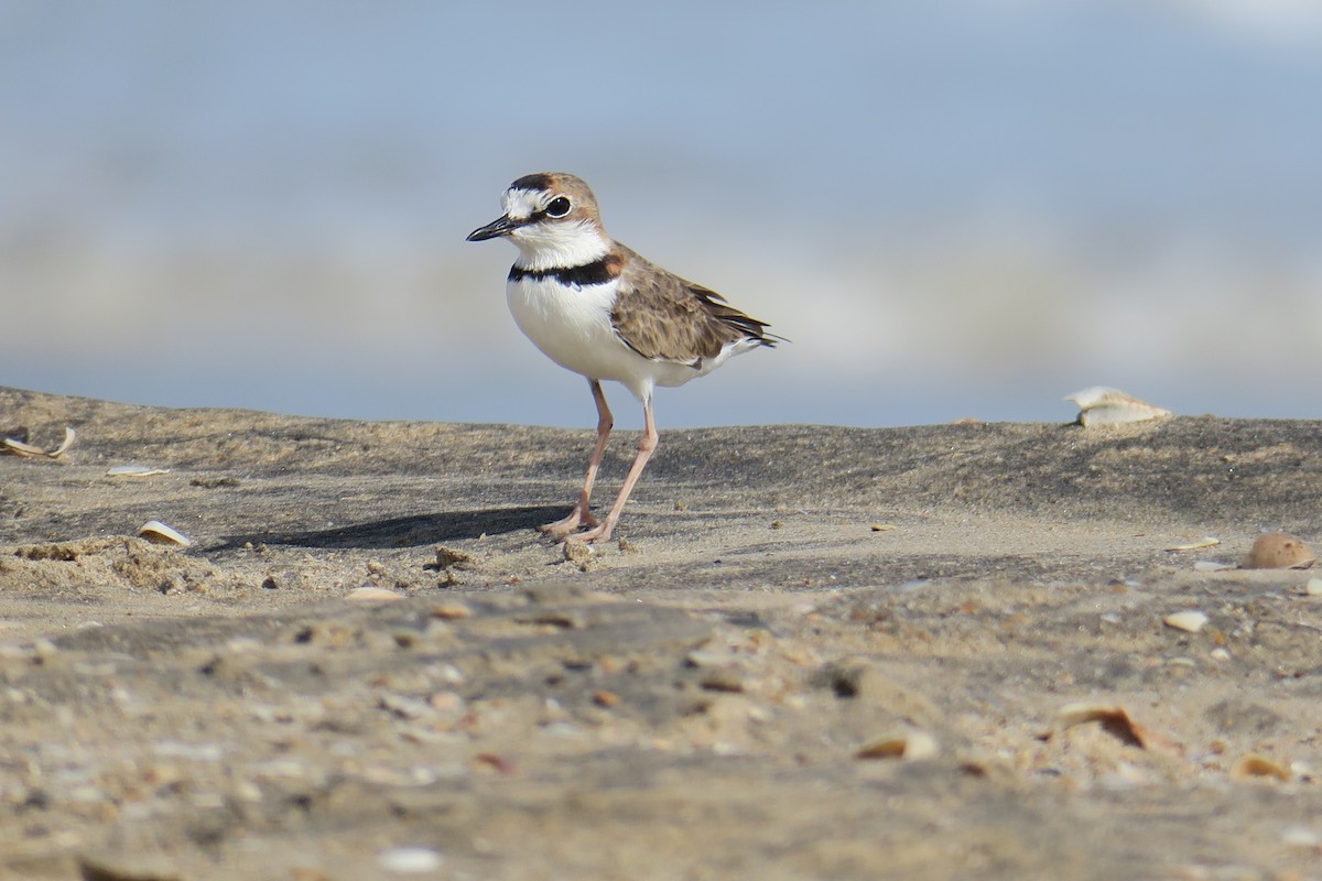 Collared Plover - ML591511261