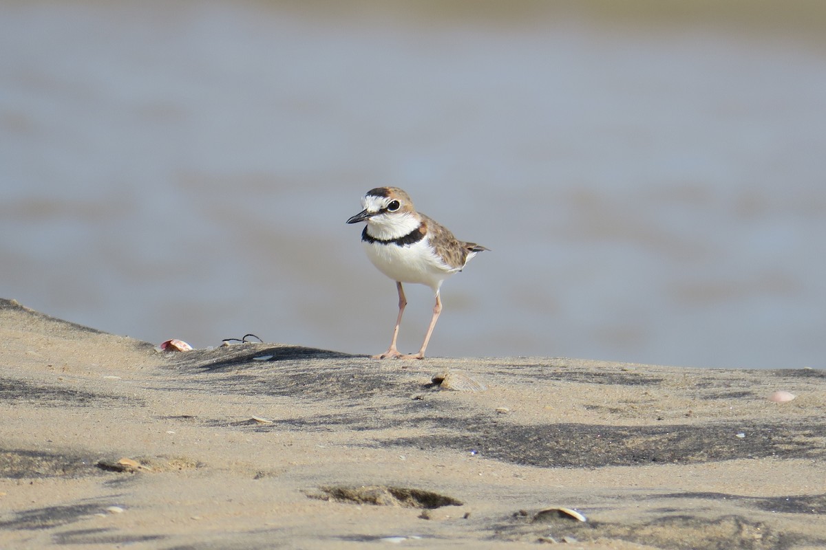 Collared Plover - ML591511271