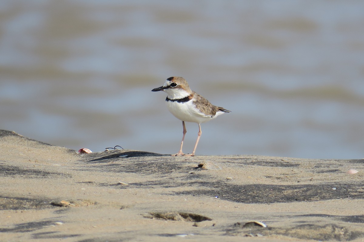 Collared Plover - ML591511281