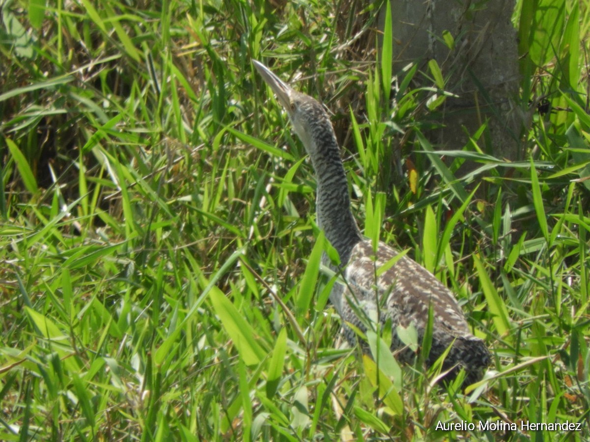 Pinnated Bittern - ML591512681