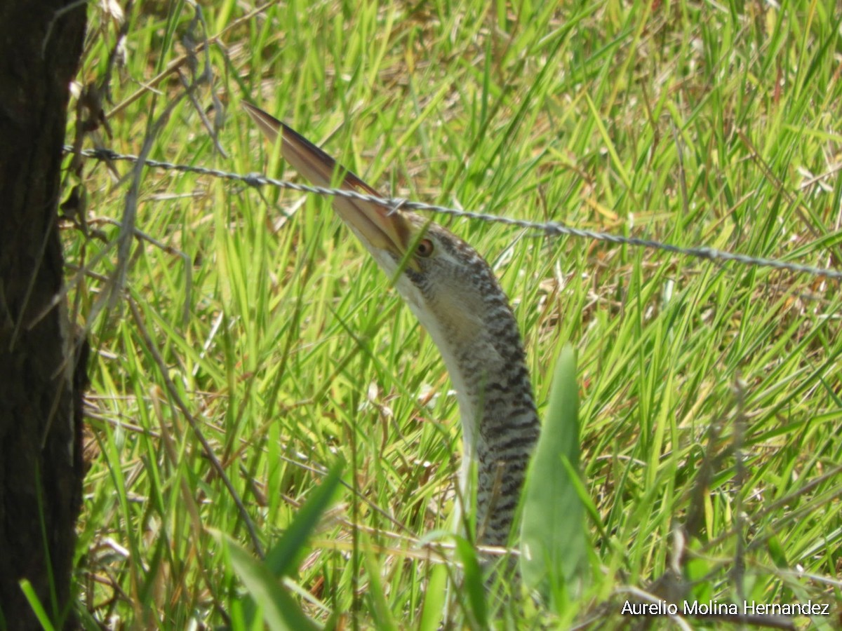 Pinnated Bittern - ML591512701