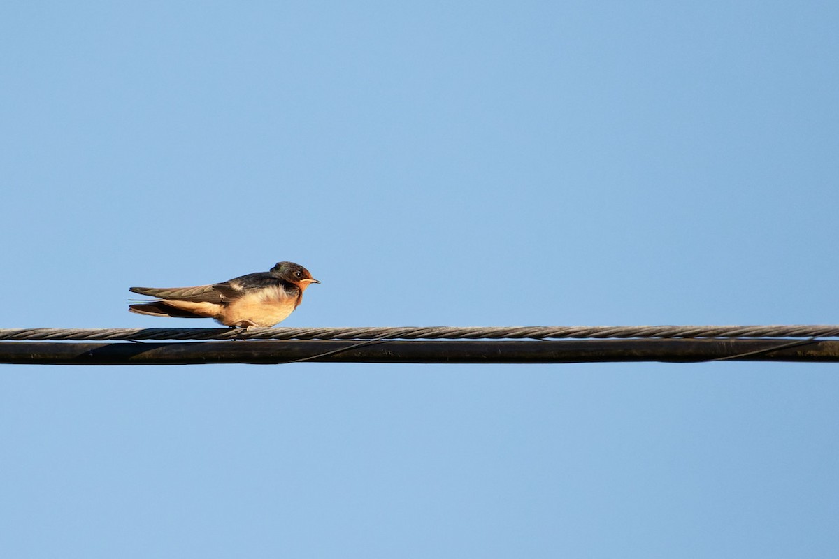 Barn Swallow - ML591513081