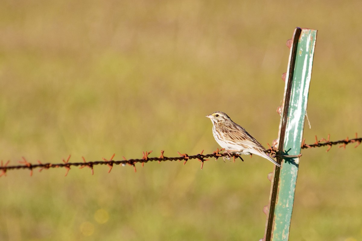 Savannah Sparrow - ML591513231