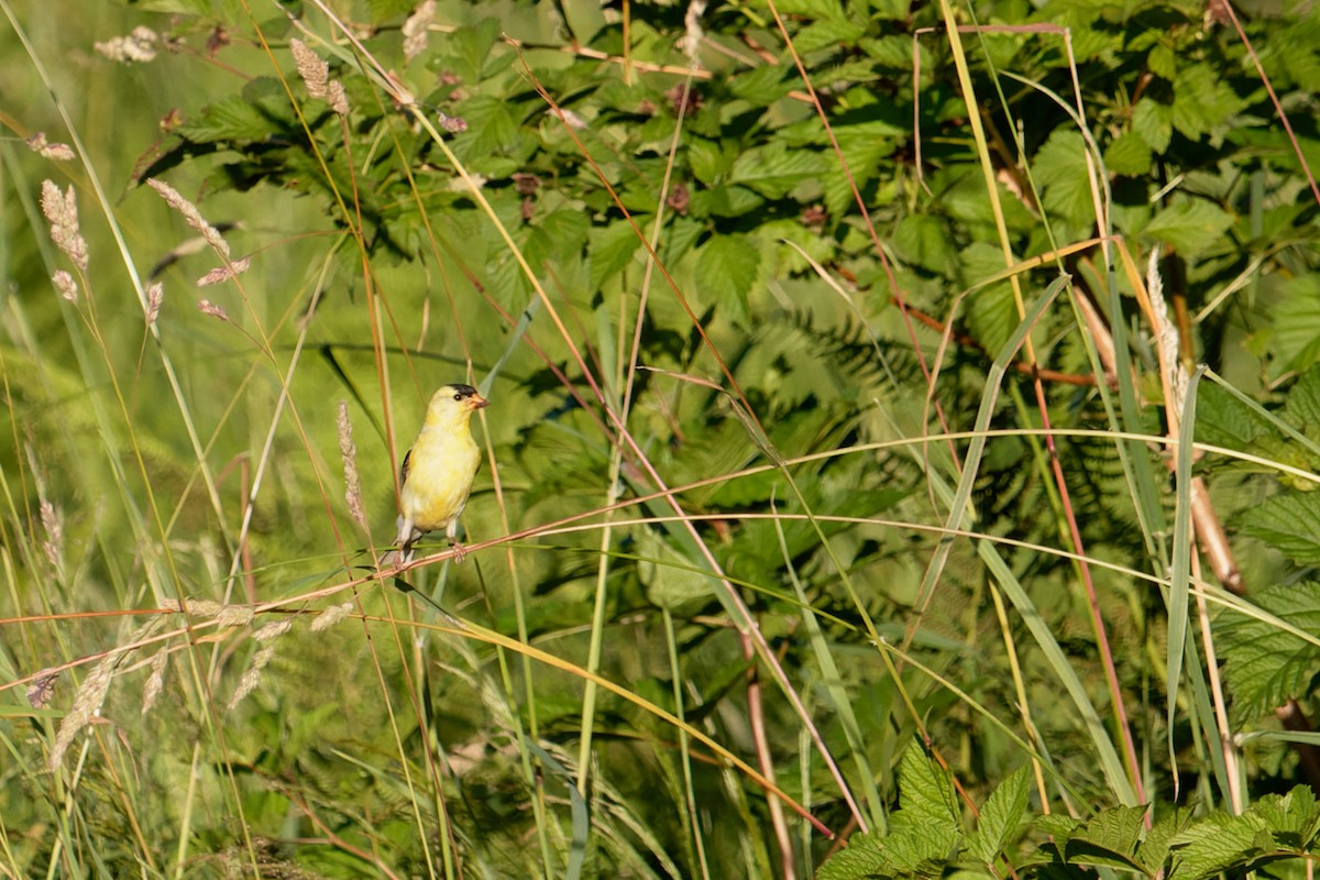 American Goldfinch - ML591513291