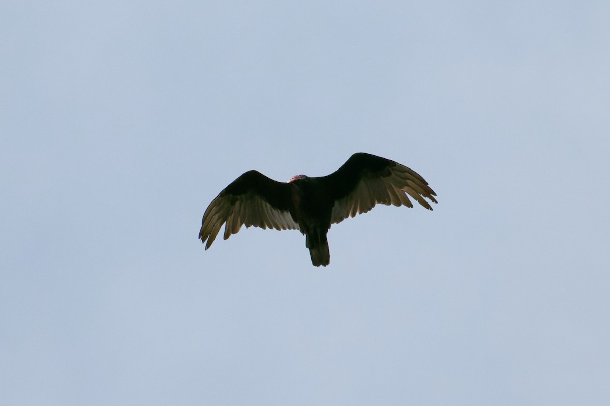 Turkey Vulture - ML591513621