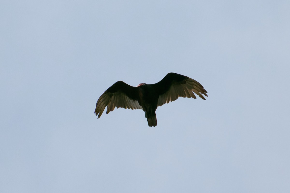 Turkey Vulture - Shreyas Punacha