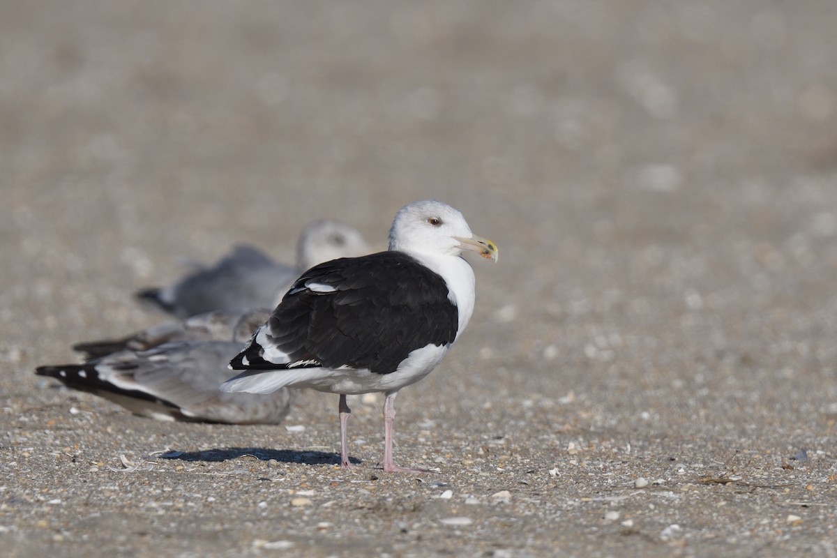 Great Black-backed Gull - ML591513771