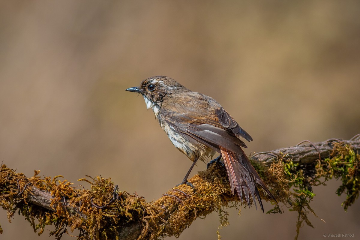 Gri Taşkuşu - ML591514121