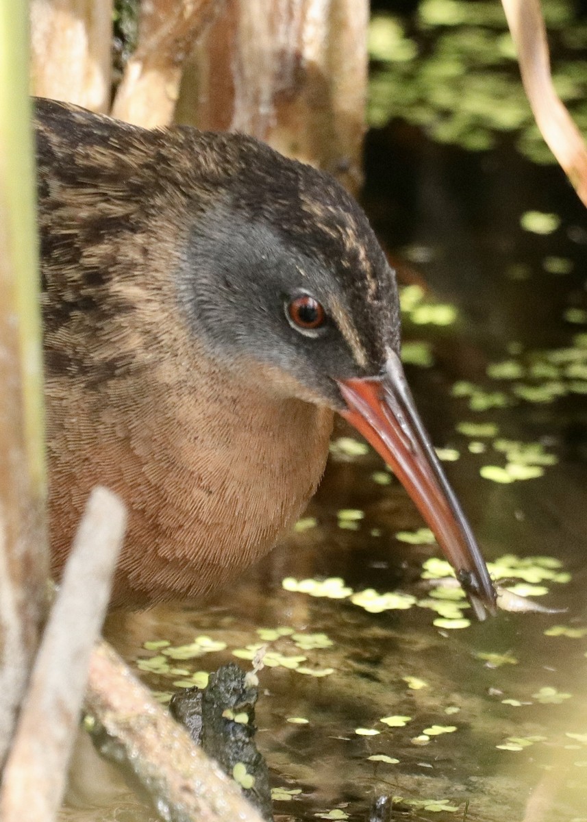 Virginia Rail - ML591514261