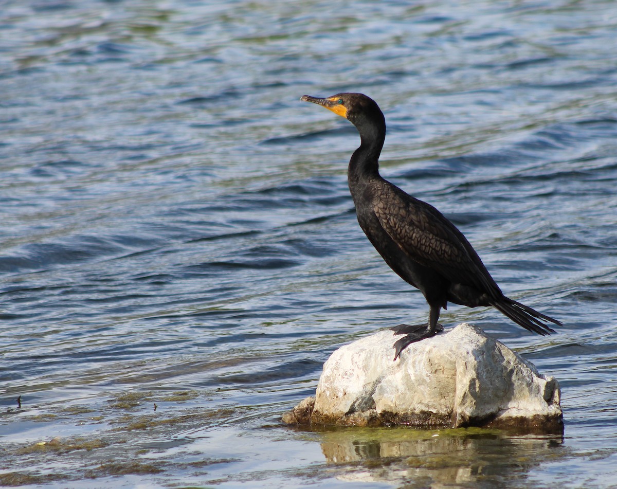 Double-crested Cormorant - London Graham