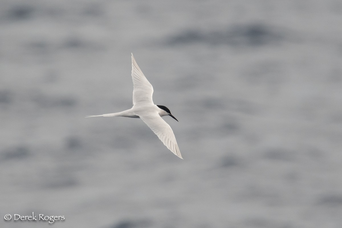 Roseate Tern - ML59151671