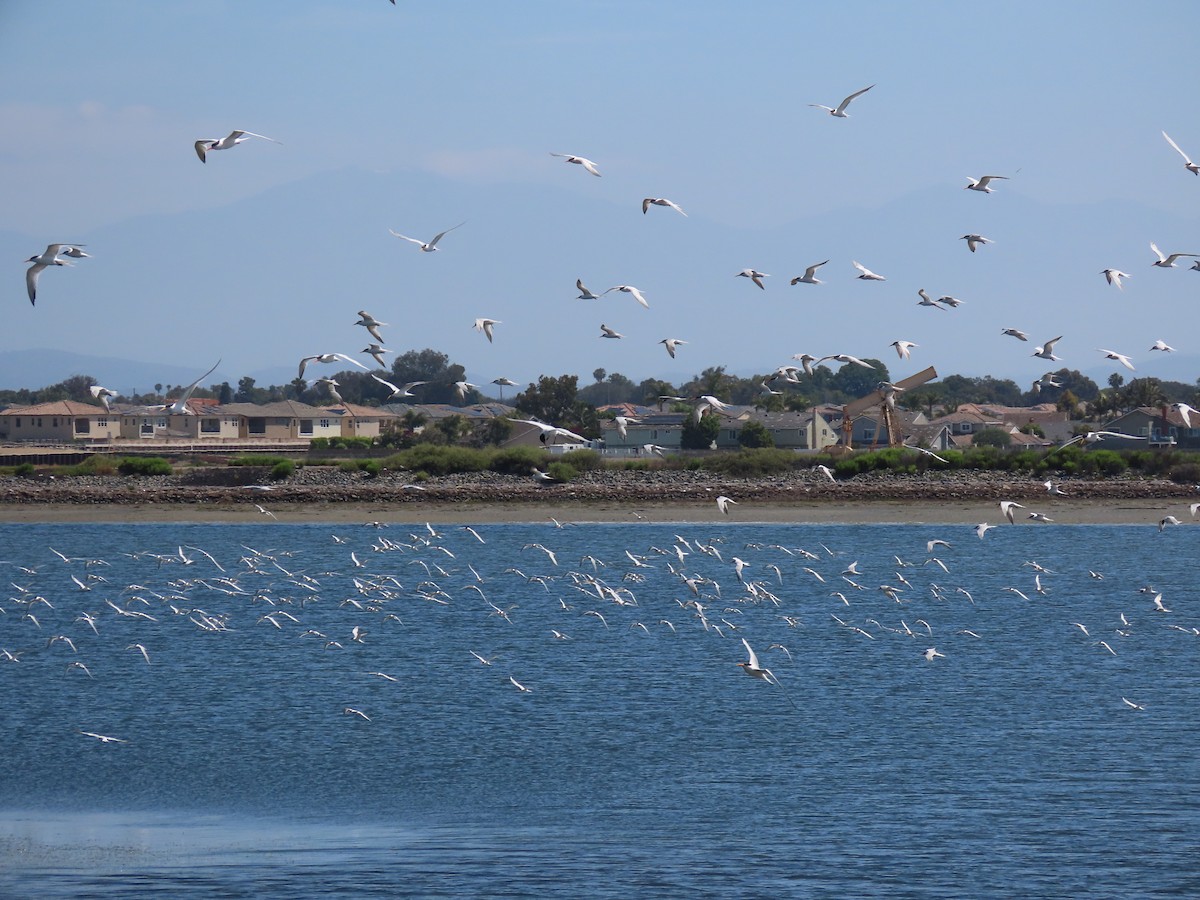 tern sp. - Edana Salisbury