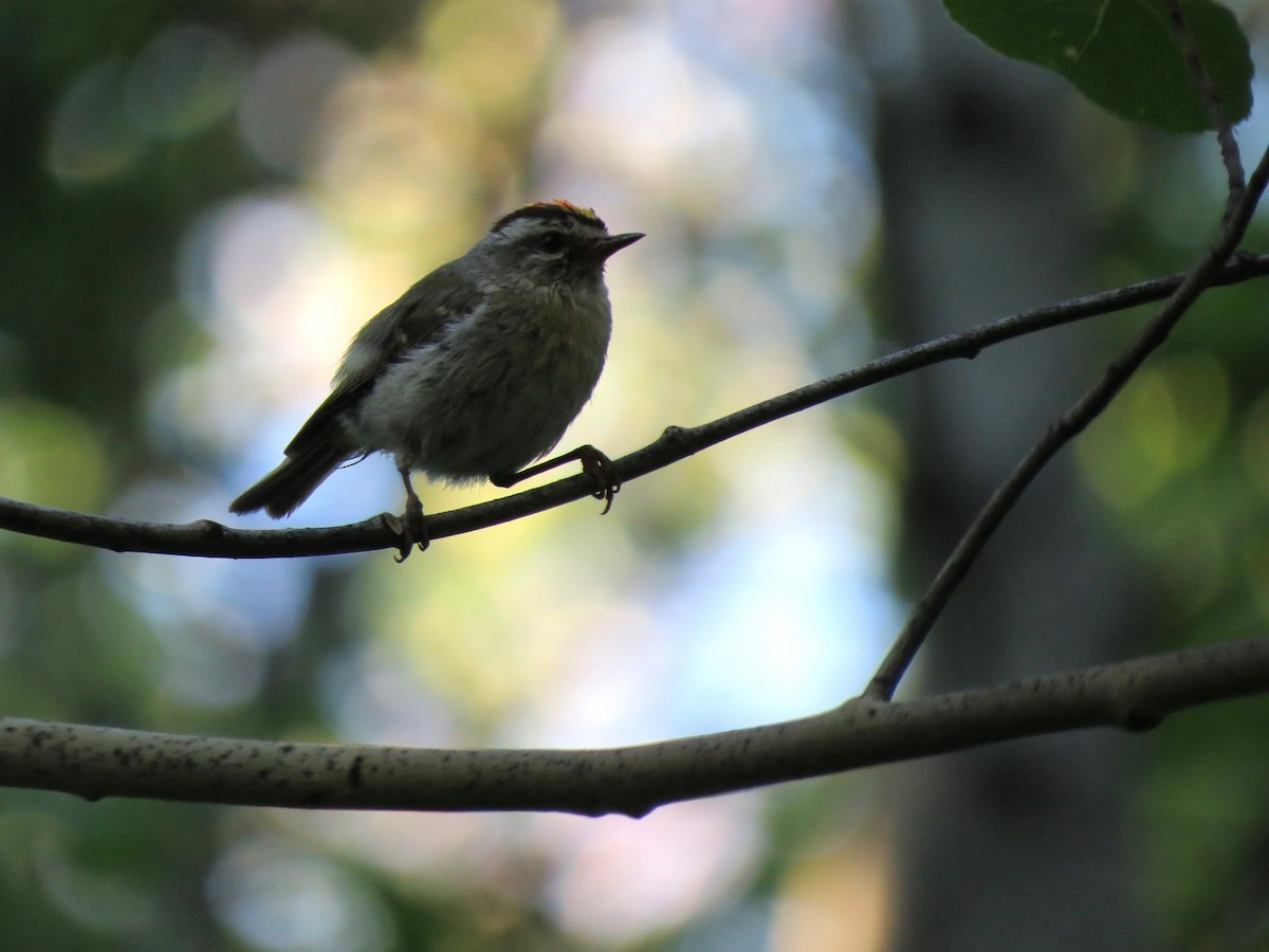 Golden-crowned Kinglet - ML591517561