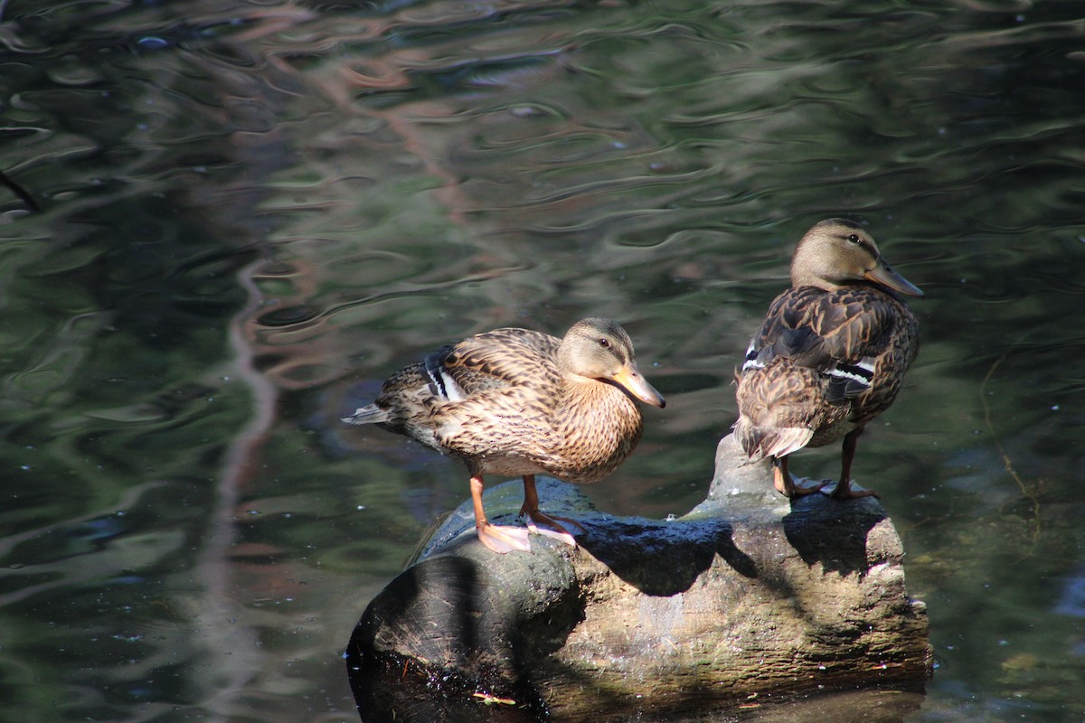 Mallard - Scott Parks