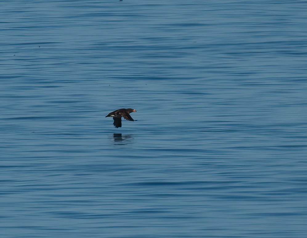 Rhinoceros Auklet - ML591518531