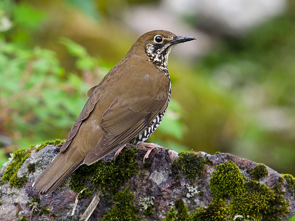 Himalayan Thrush - ML59151881