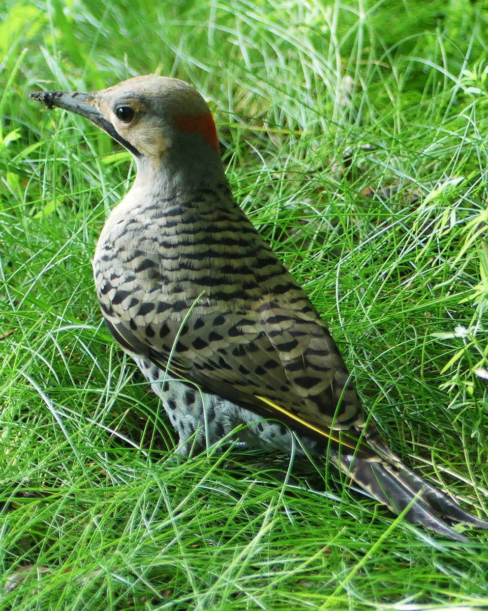 Northern Flicker (Yellow-shafted) - ML591519551