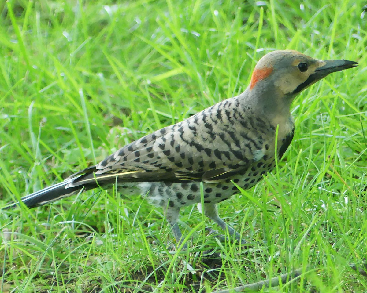 Northern Flicker (Yellow-shafted) - ML591519561