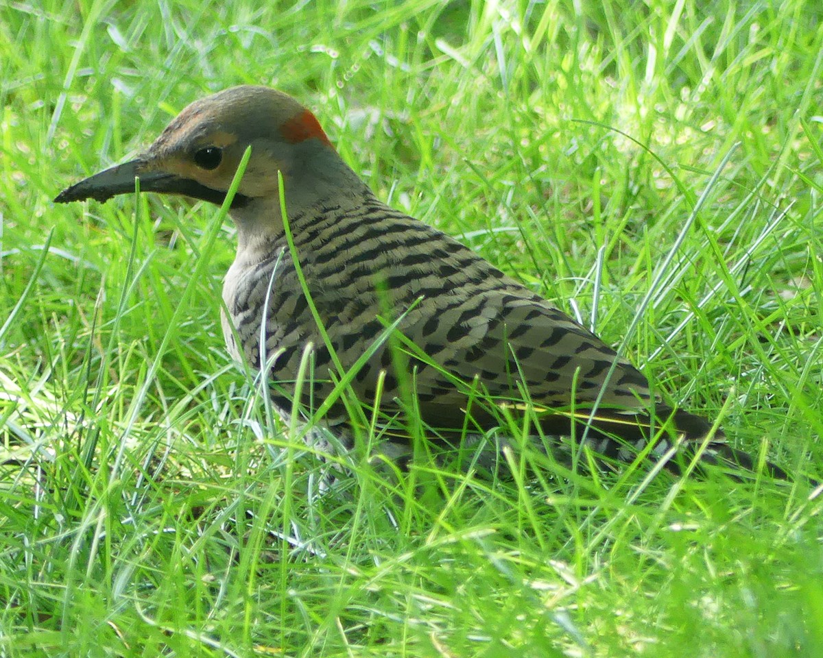 Northern Flicker (Yellow-shafted) - ML591519571