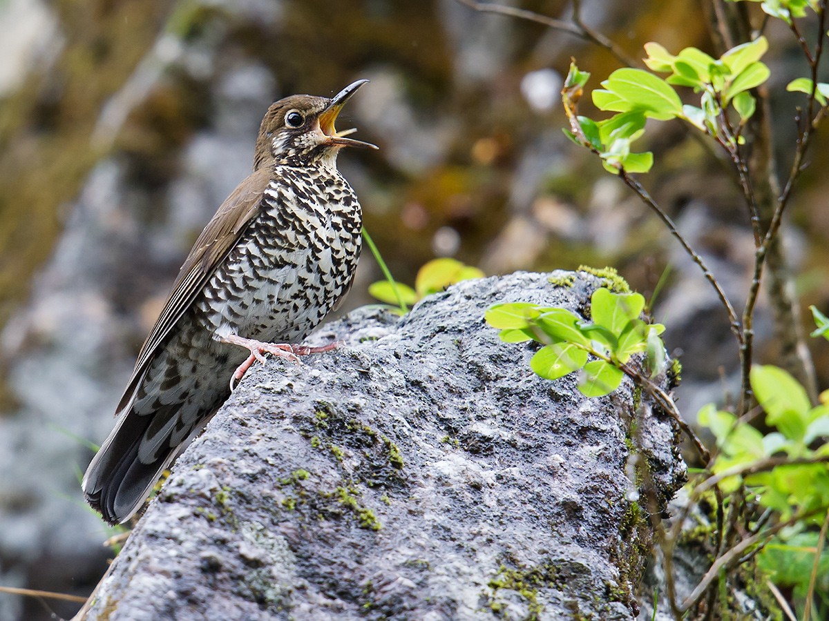 Himalayan Thrush - ML59151961