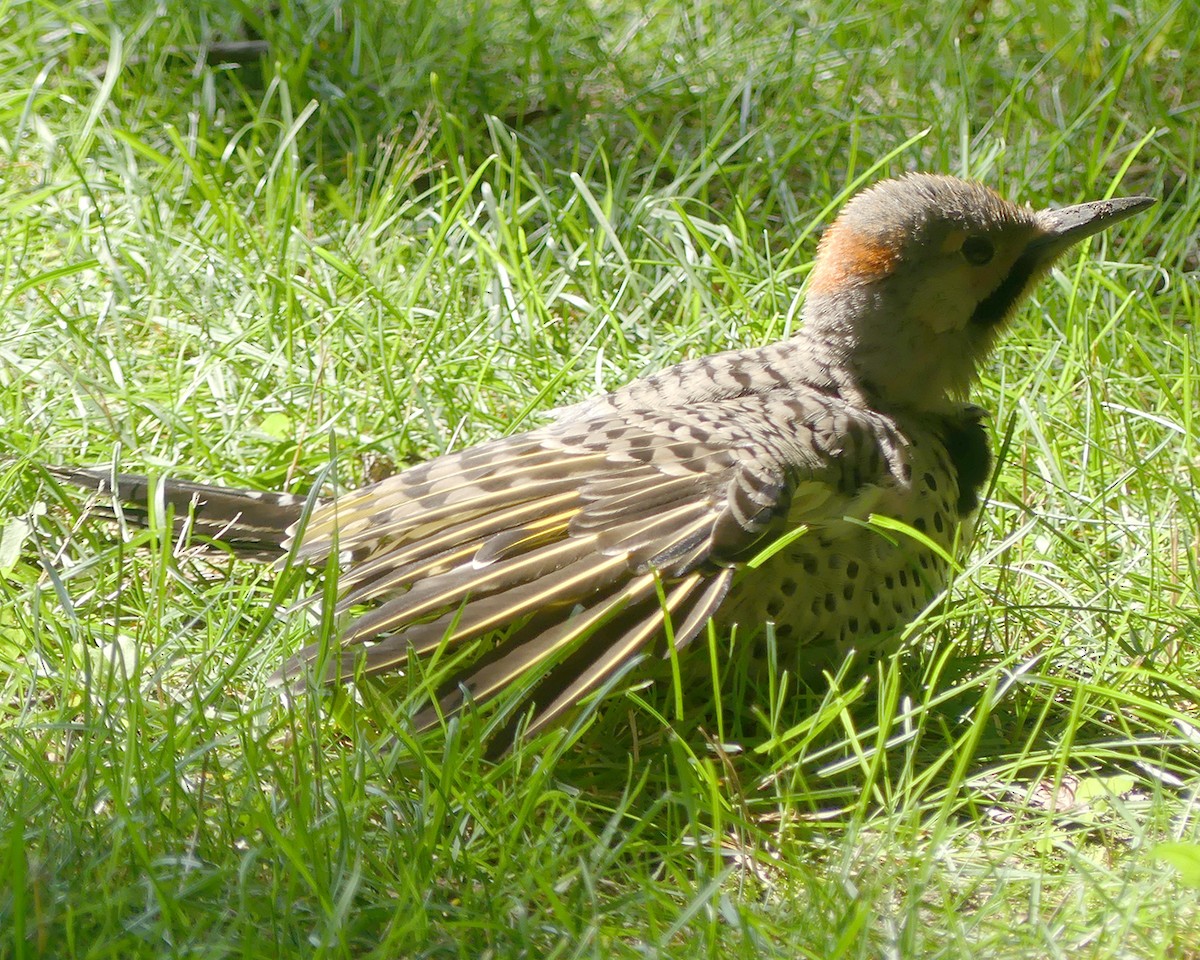 Northern Flicker (Yellow-shafted) - ML591519661