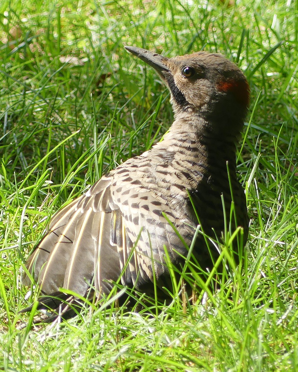 Northern Flicker (Yellow-shafted) - ML591519671