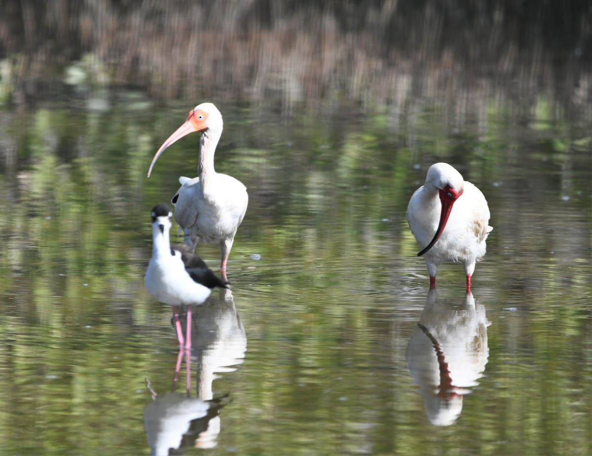 Ibis blanc - ML591519691