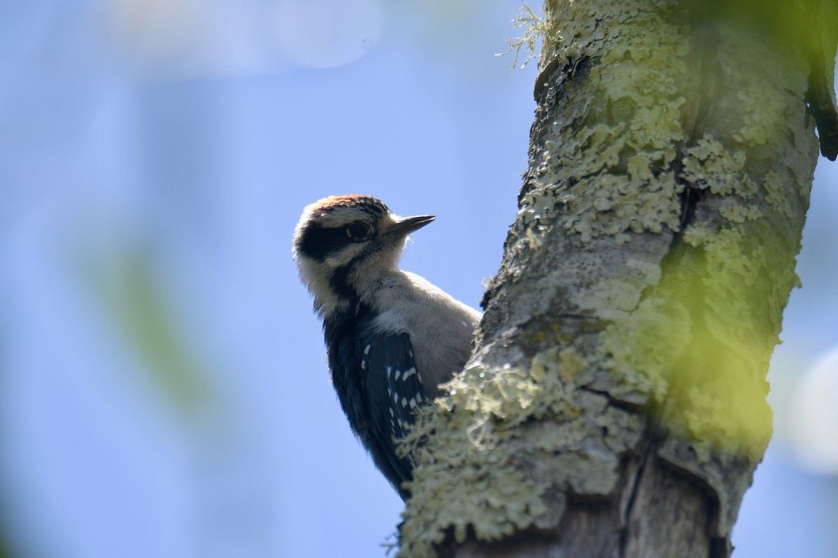 Downy Woodpecker - ML591520161