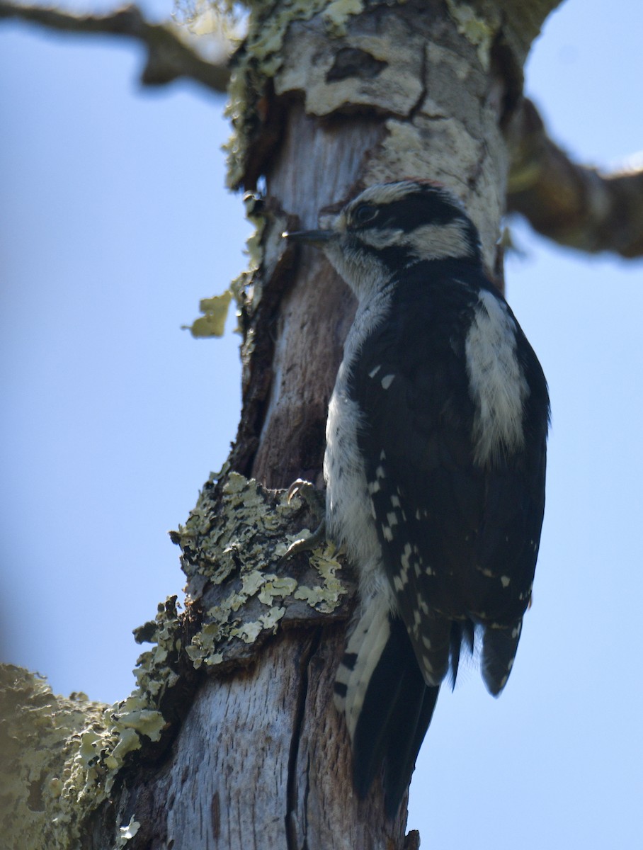 Downy Woodpecker - ML591520441