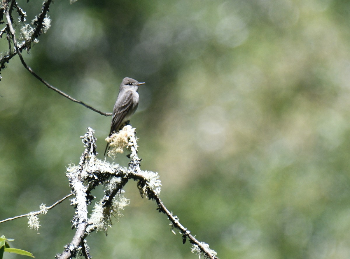 Western Wood-Pewee - ML591520881