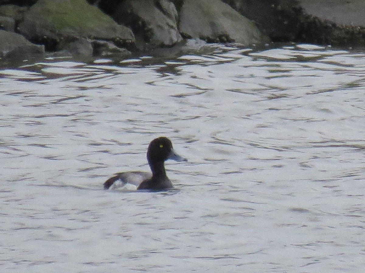 Greater Scaup - ML591520961