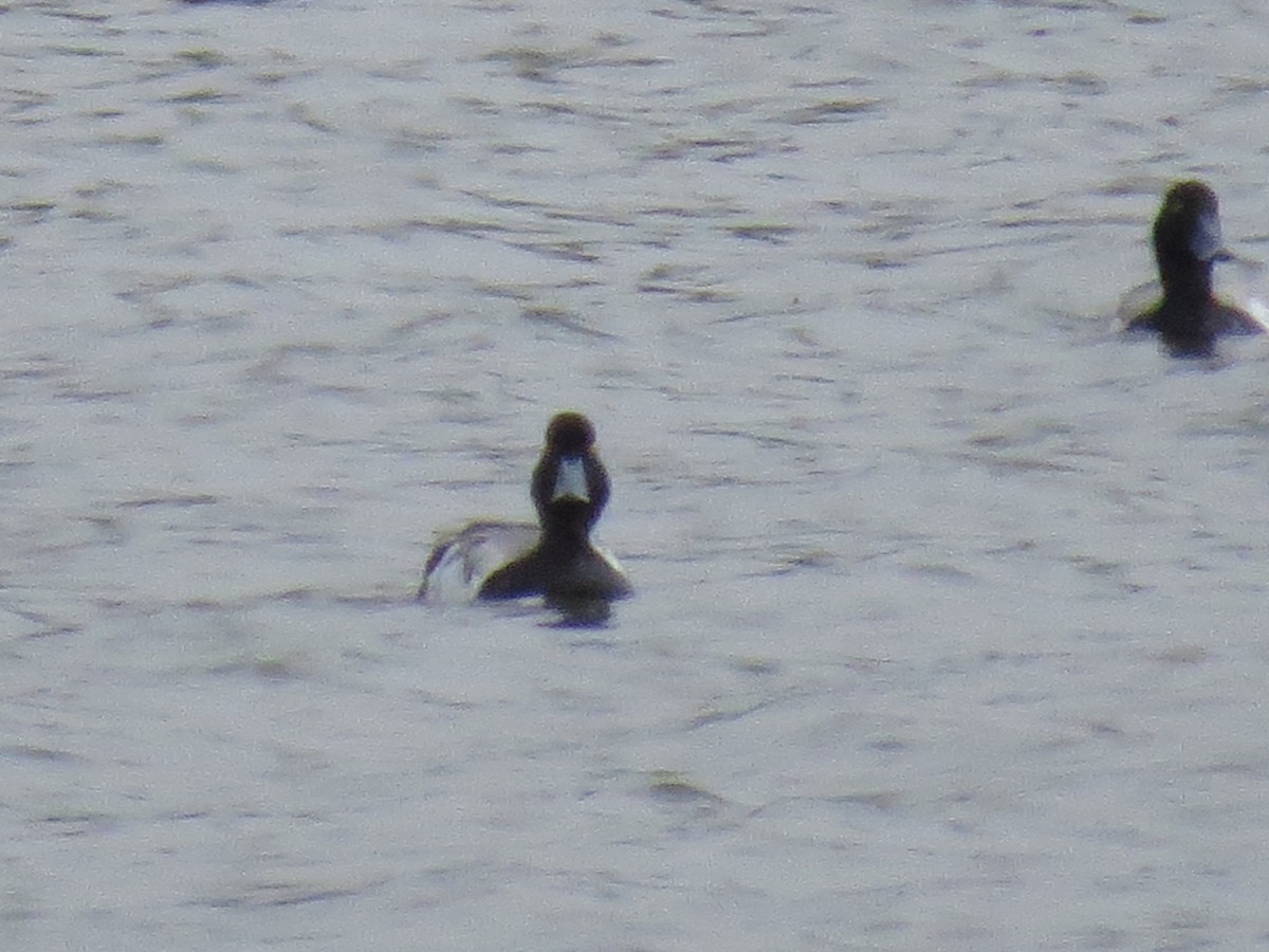 Greater Scaup - ML591521221