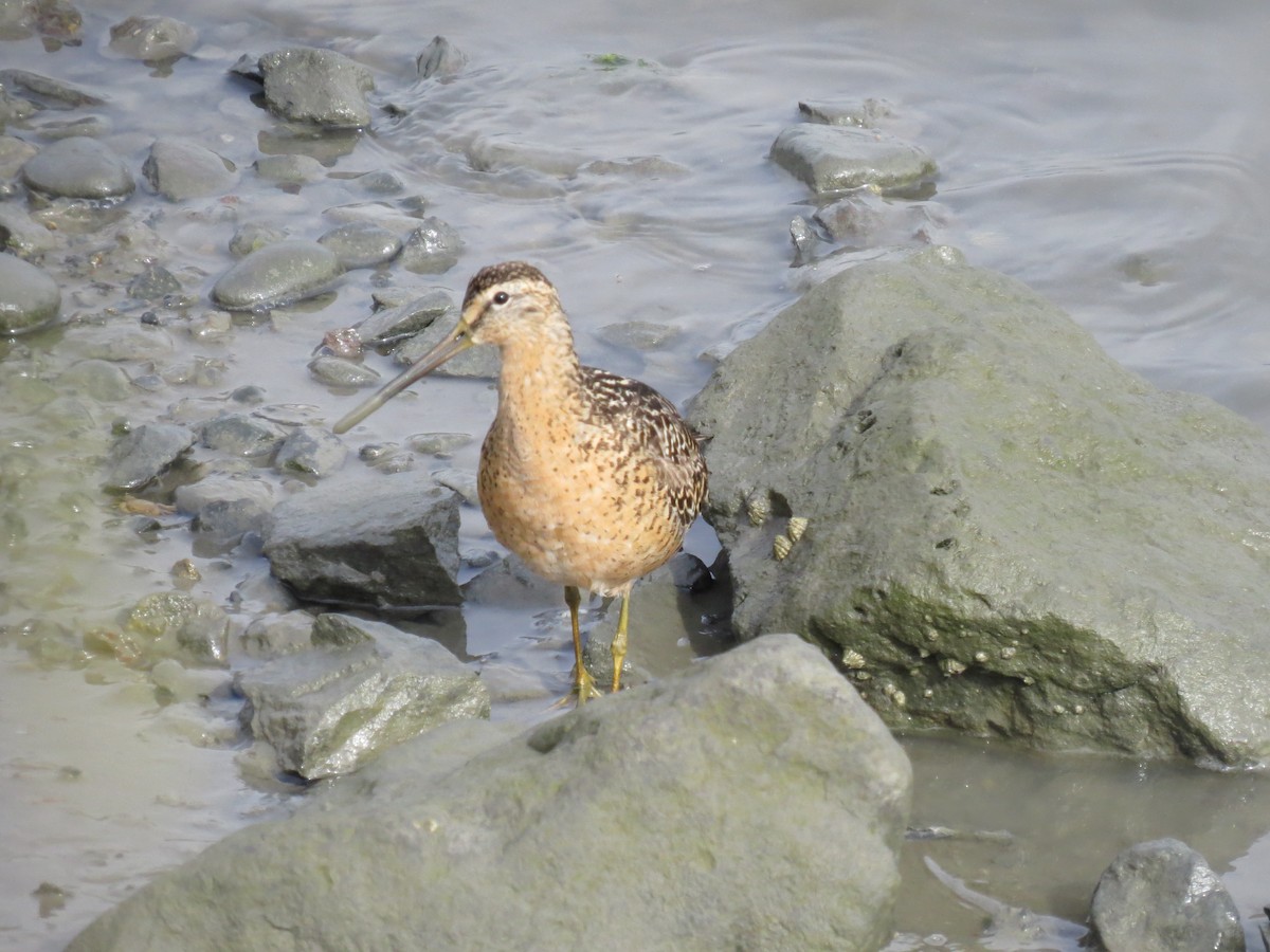 Short-billed Dowitcher - ML591521331