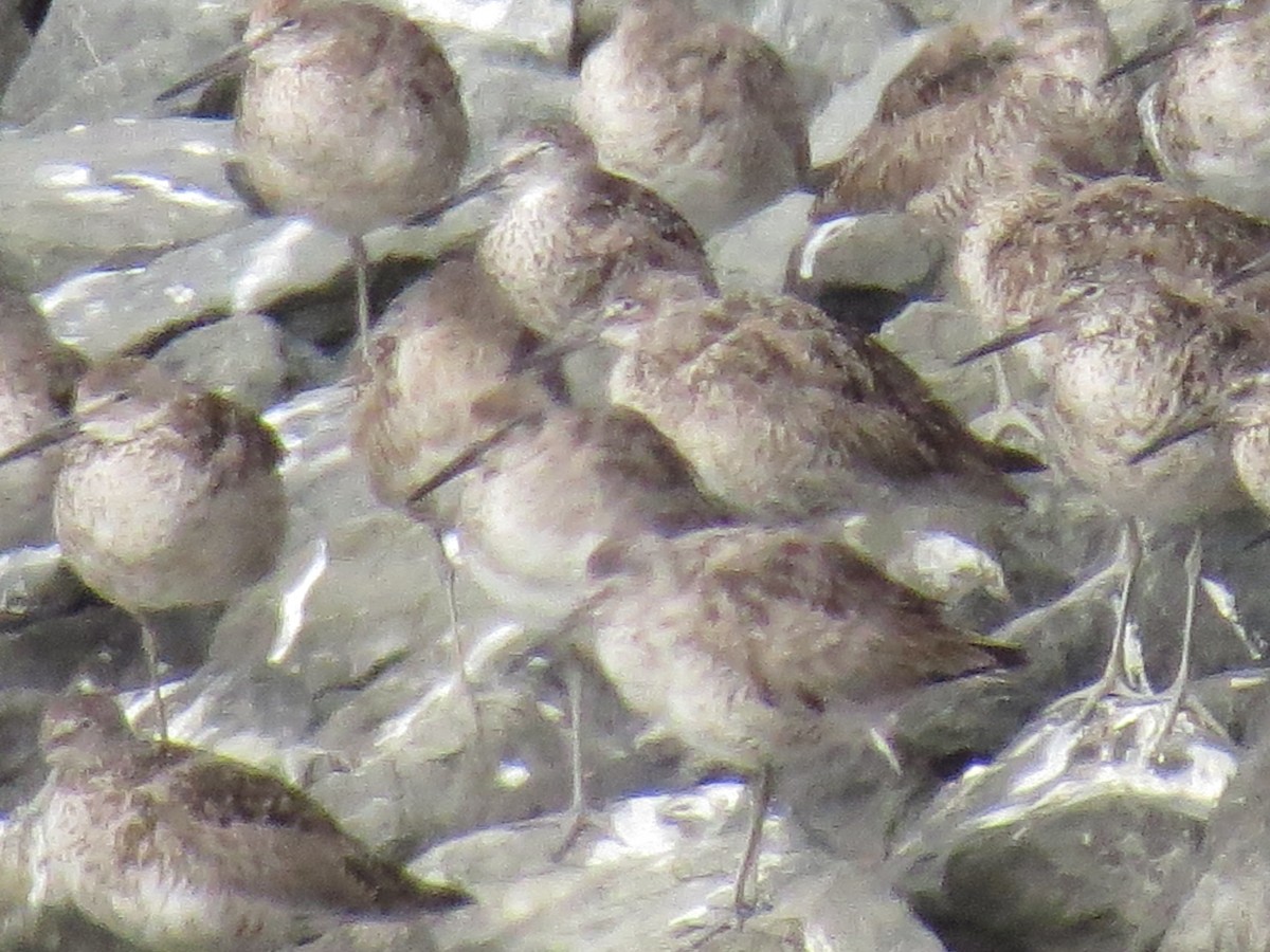 Willet - ML591521401