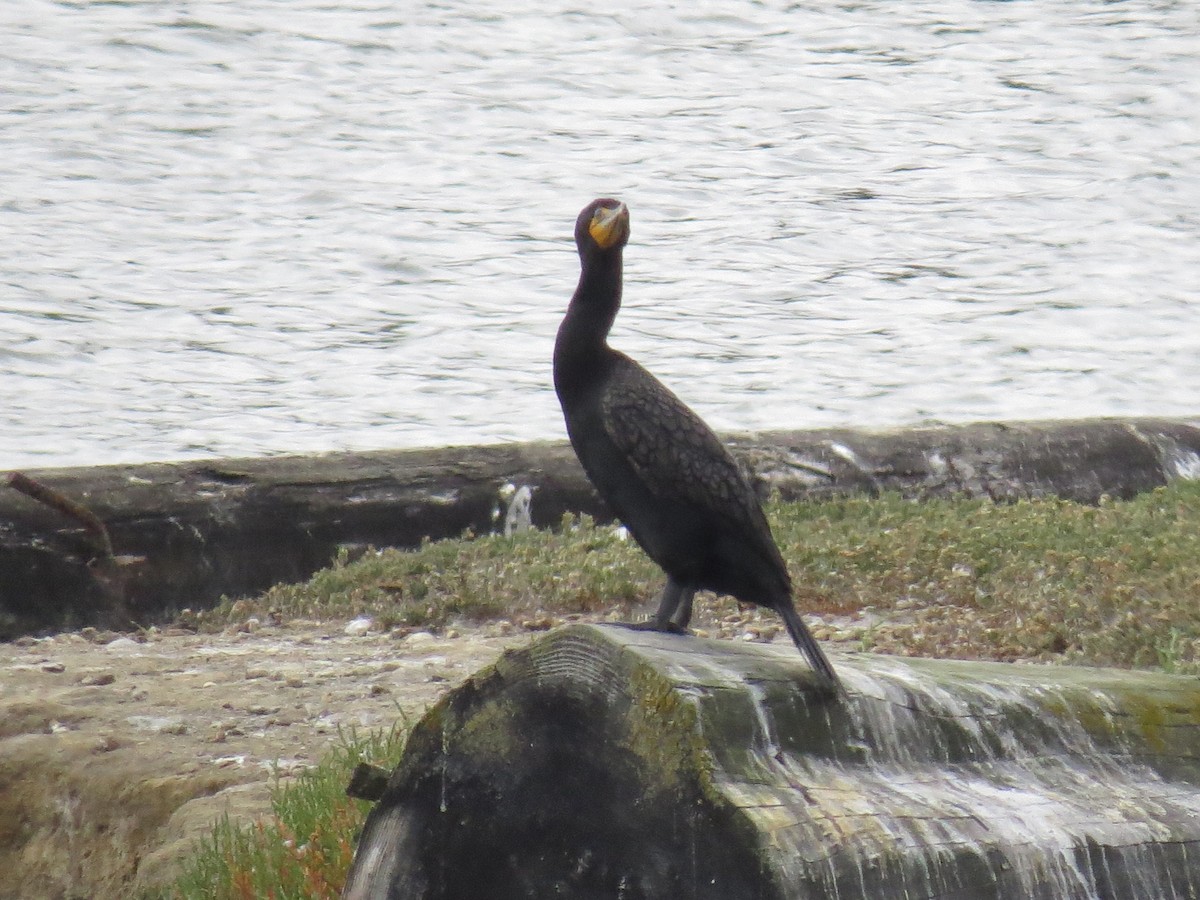 Double-crested Cormorant - ML591521571