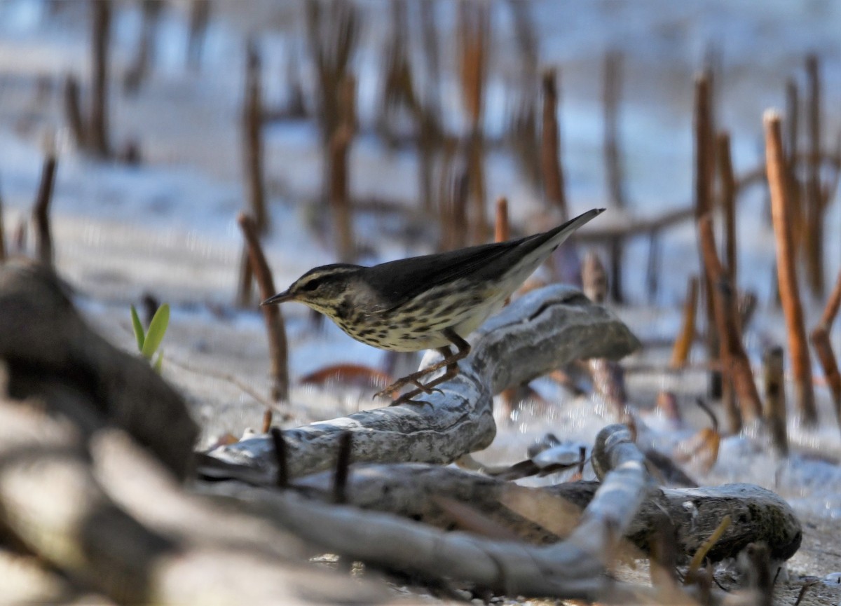 Northern Waterthrush - Zachary Peterson