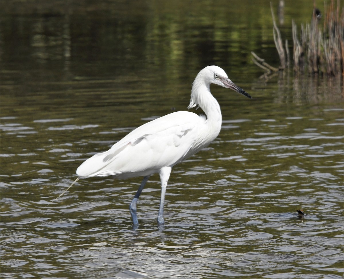 Reddish Egret - ML591522031