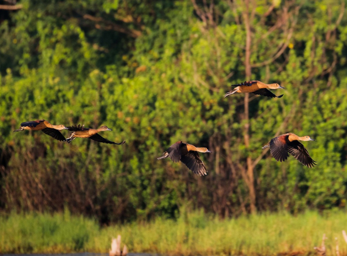 Lesser Whistling-Duck - Neoh Hor Kee