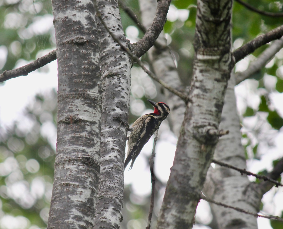 Yellow-bellied Sapsucker - ML591522731