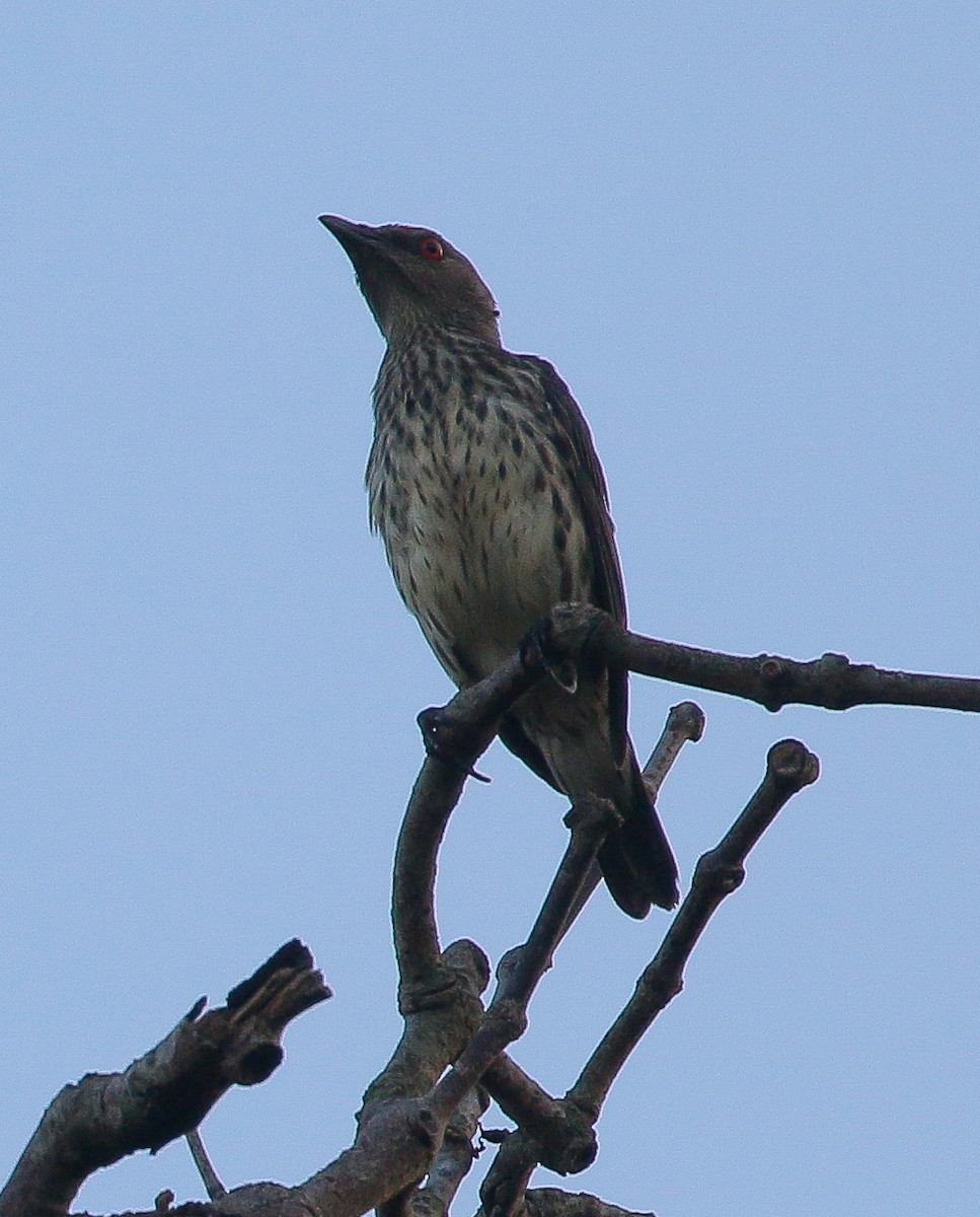 Asian Glossy Starling - Neoh Hor Kee