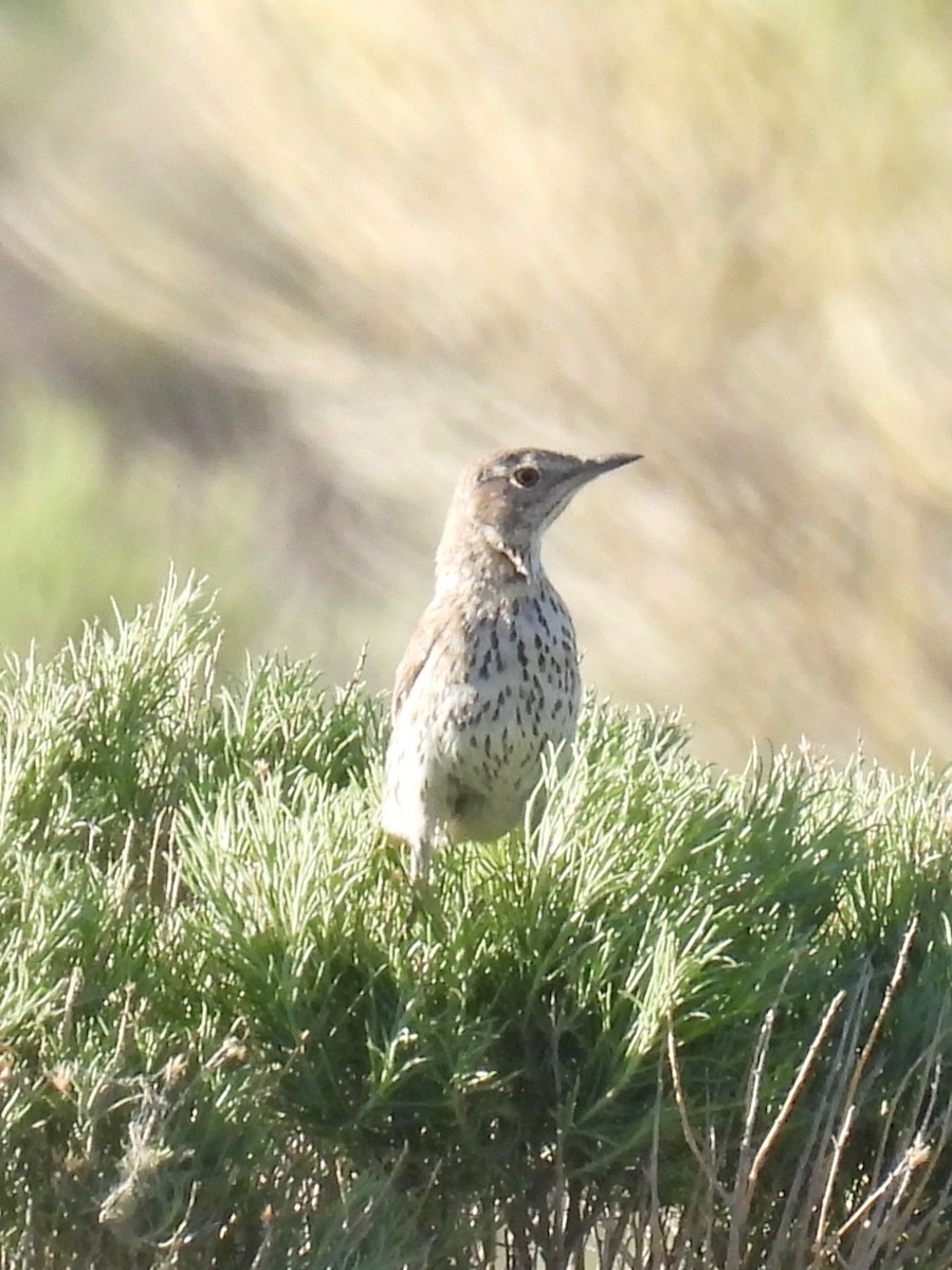 Moqueur des armoises - ML591522911