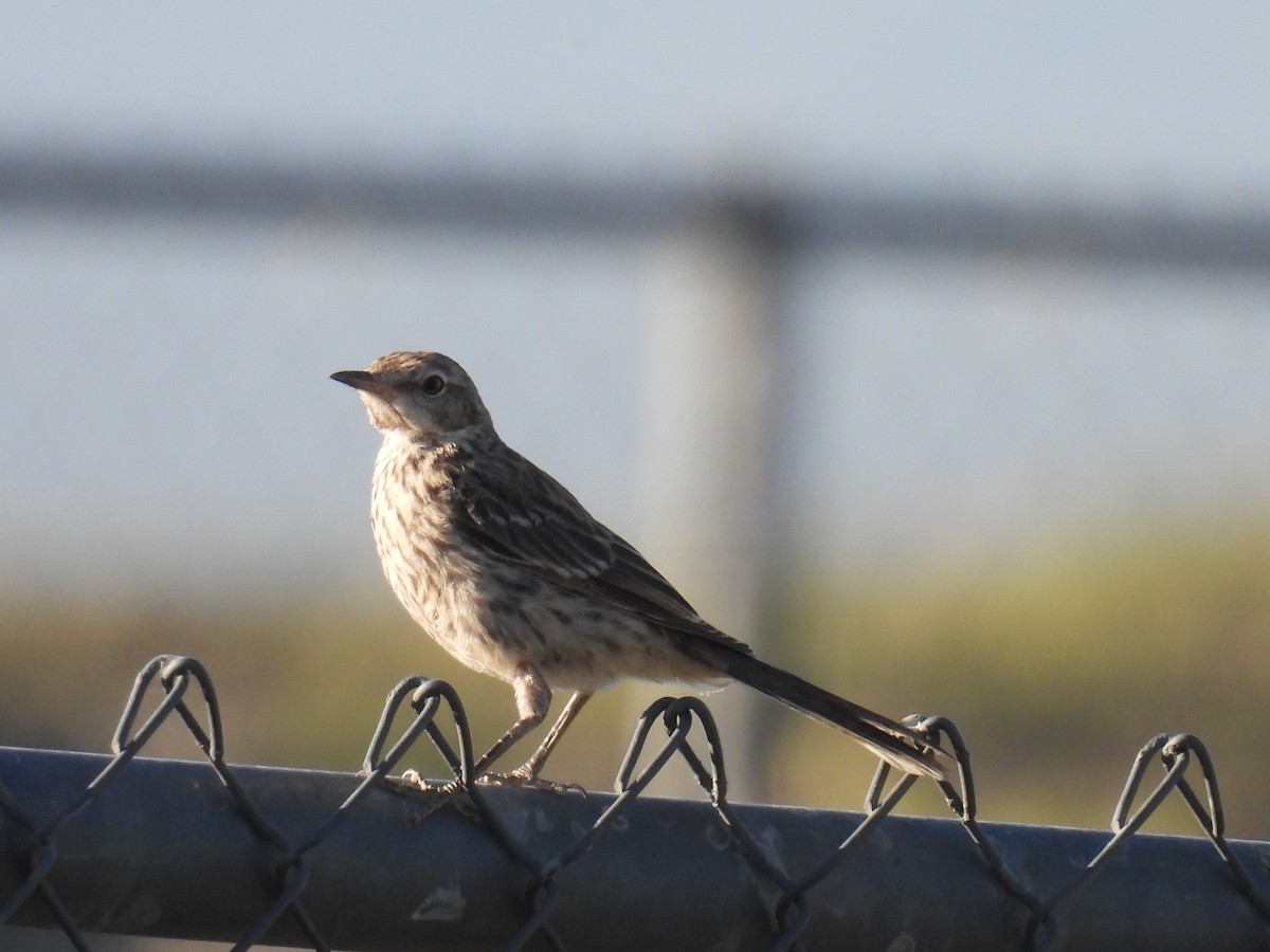 Sage Thrasher - ML591522921