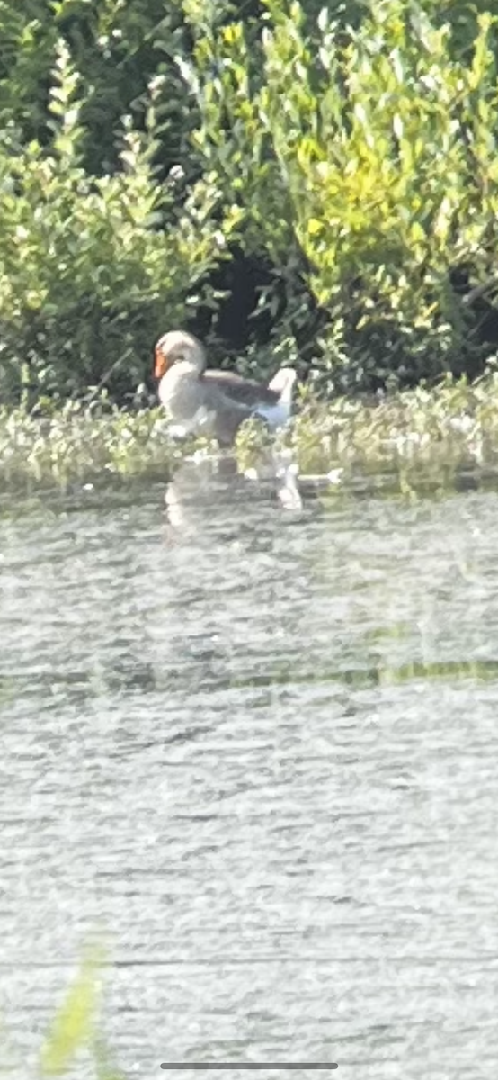 Graylag Goose - ML591523441