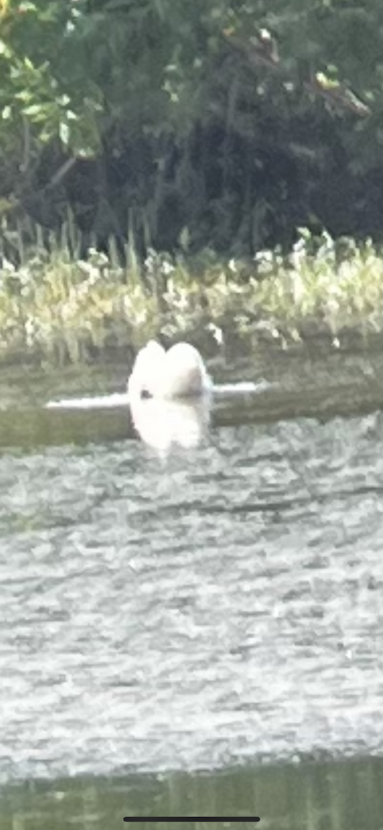 Tundra Swan - ML591523531