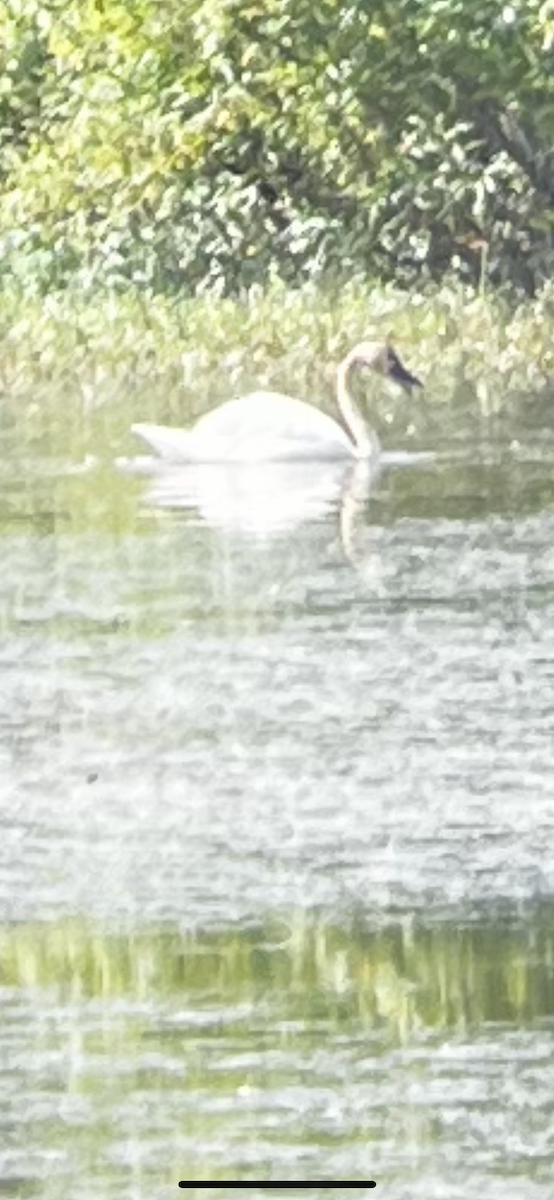 Tundra Swan - ML591523541