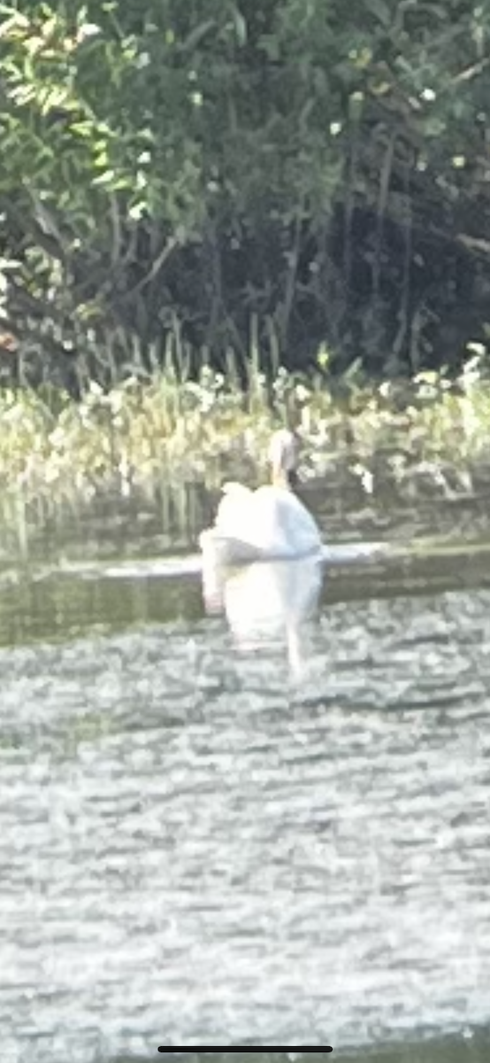 Tundra Swan - ML591523551